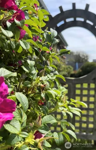 a picture of flowers