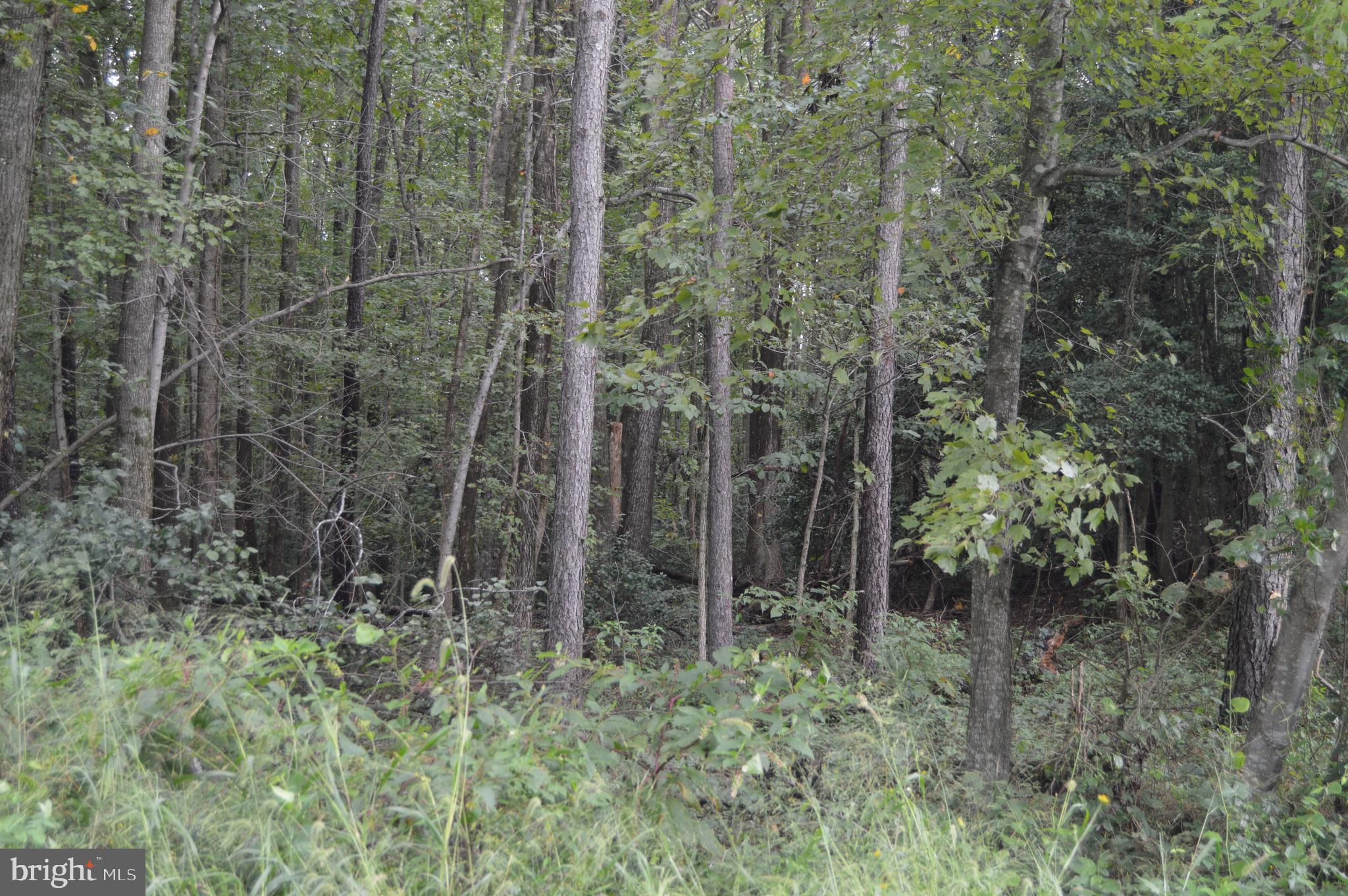 17381 Passing Road Milford, VA 22514 - Photo 11 of 16 Gallery Image 11