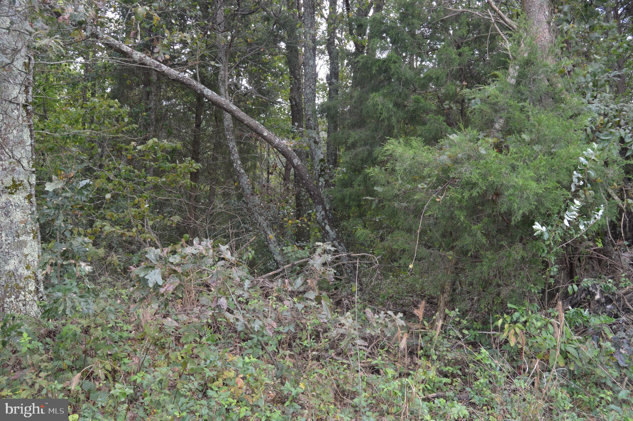 17381 Passing Road Milford, VA 22514 - Photo 12 of 16 Gallery Image 12
