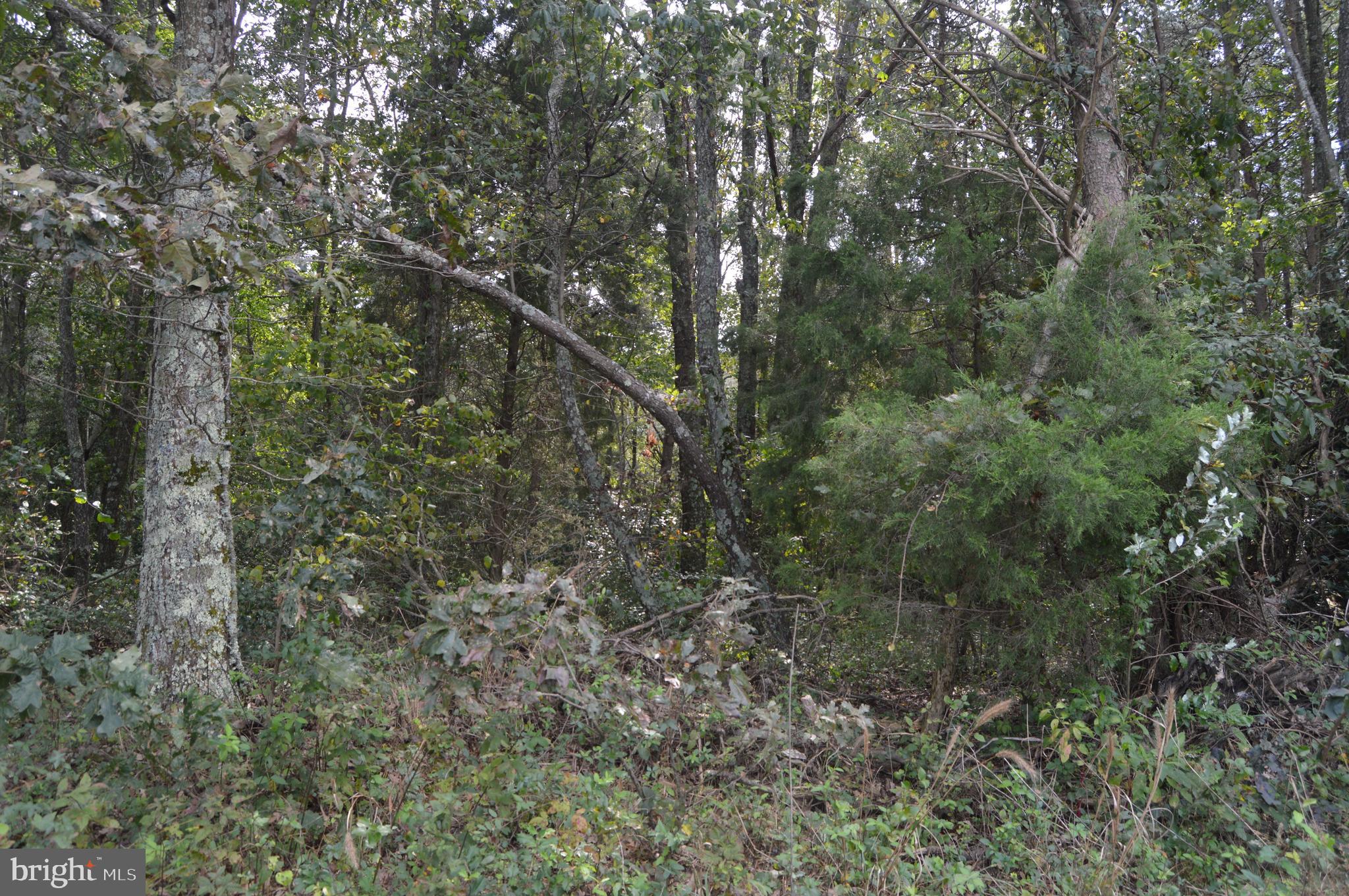 17381 Passing Road Milford, VA 22514 - Photo 13 of 16 Gallery Image 13