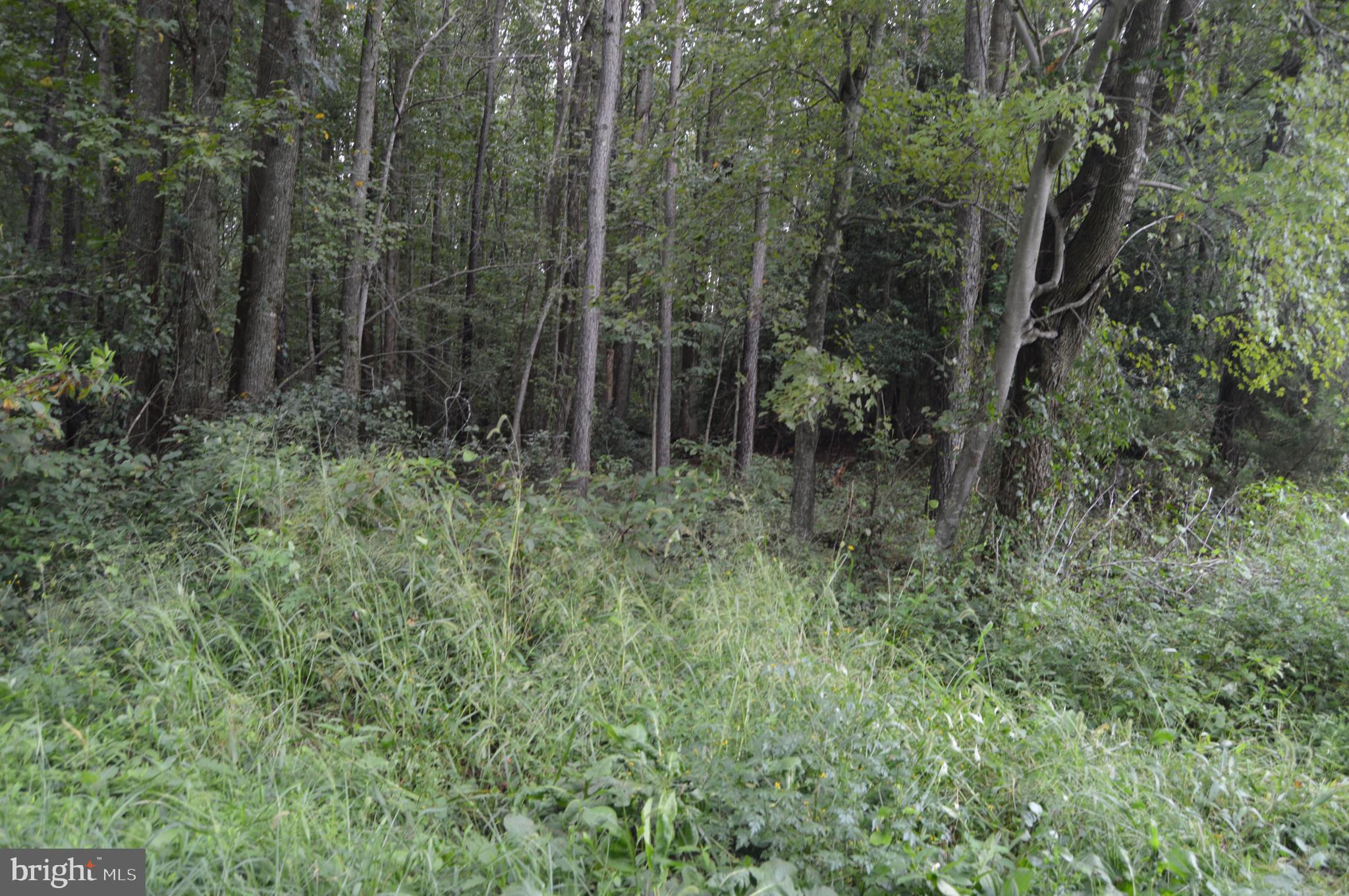 17381 Passing Road Milford, VA 22514 - Photo 10 of 16 Gallery Image 10