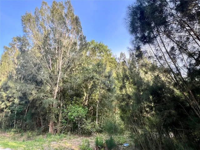 a view of a forest with a tree