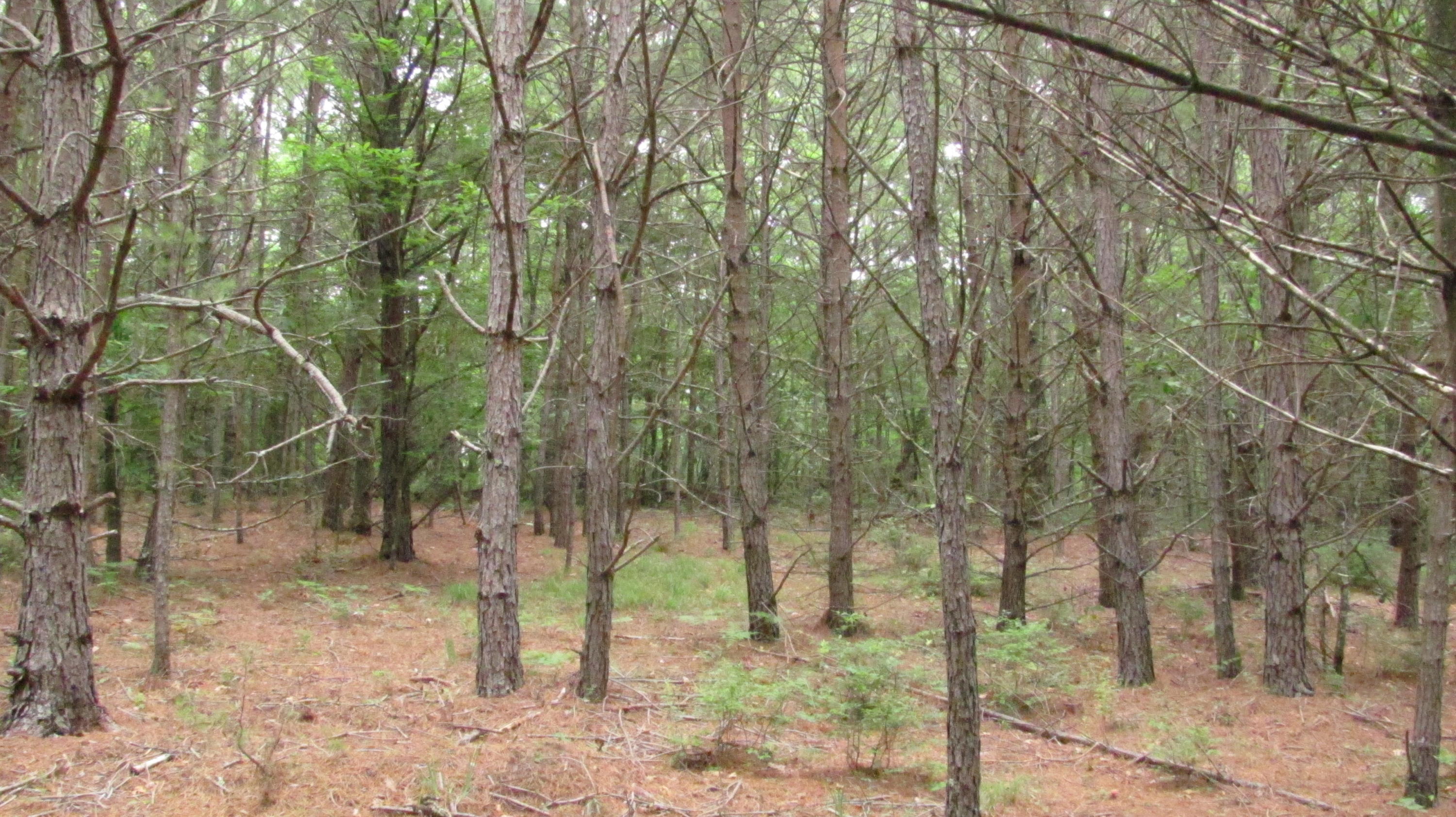 4974 Paint Bank Road New Castle, VA 24127 - Photo 11 of 14 Planted White Pine