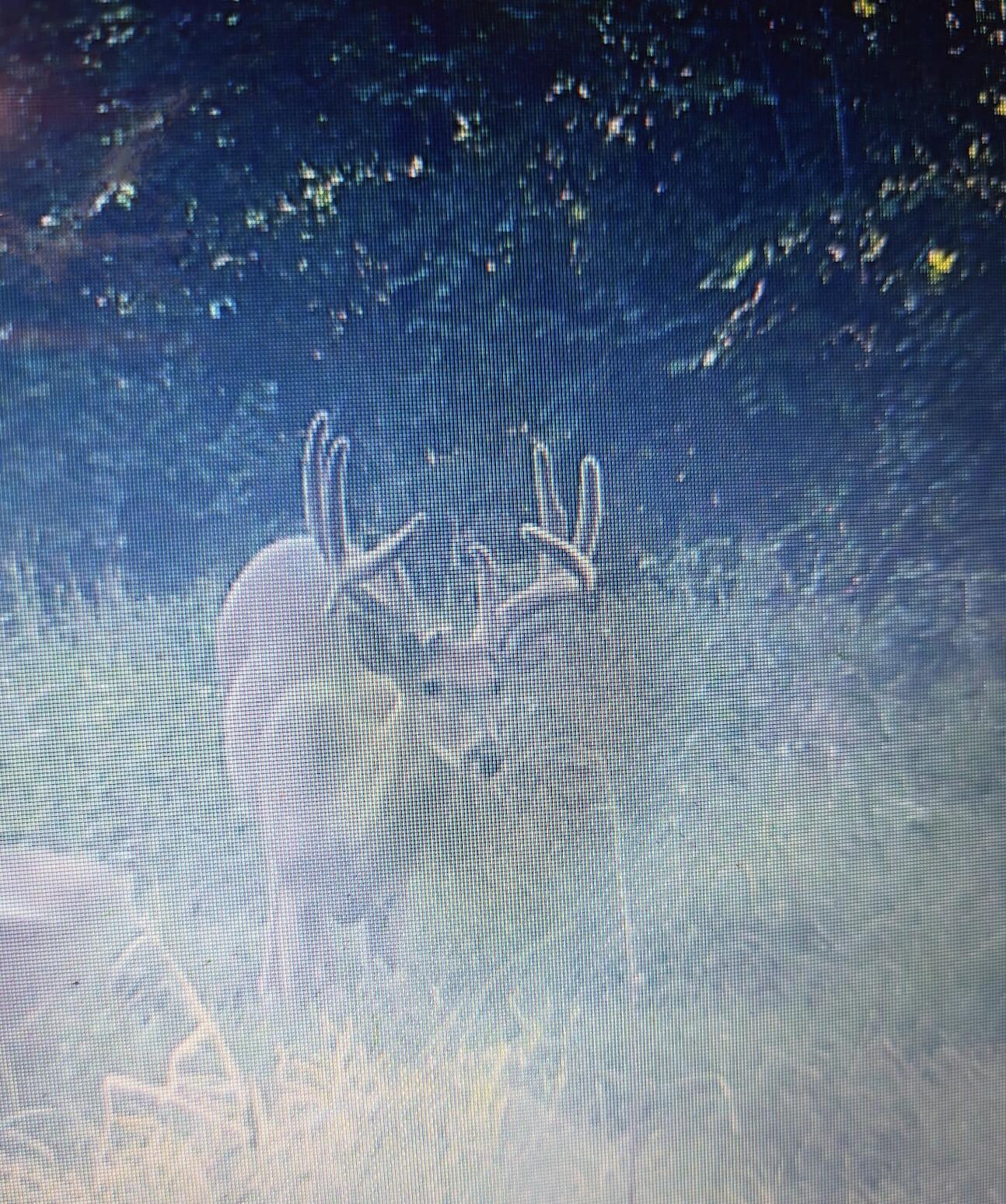 3093 South 25th Road Humansville, MO 65674 - Photo 63 of 65 Polk deer 2