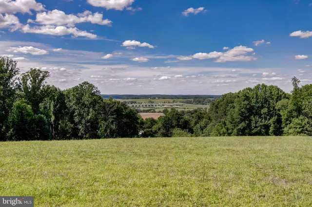 a view of a field with a tree