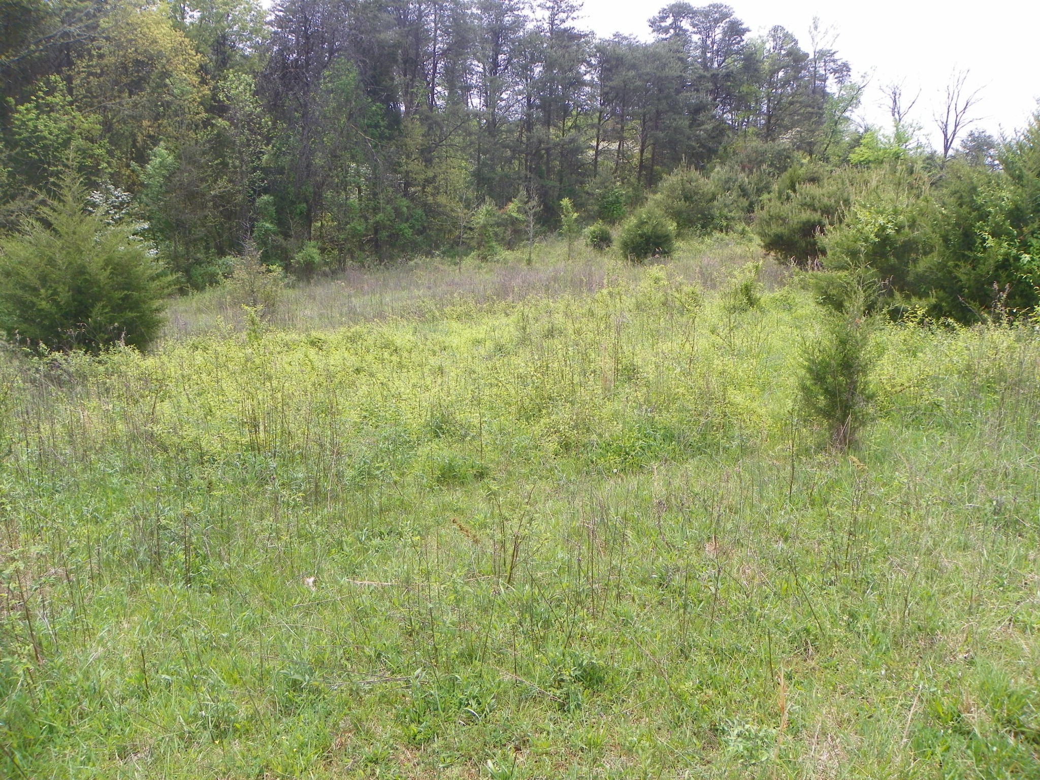 0 Niles Ferry Road Greenback, TN 37742 - Photo 13 of 33 Gallery Image 13