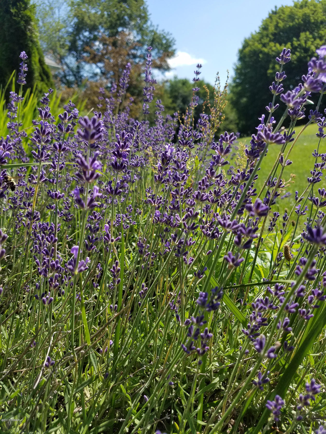 109 Roemerville Road Greentown, PA 18426 - Photo 27 of 29 Mature Perennials