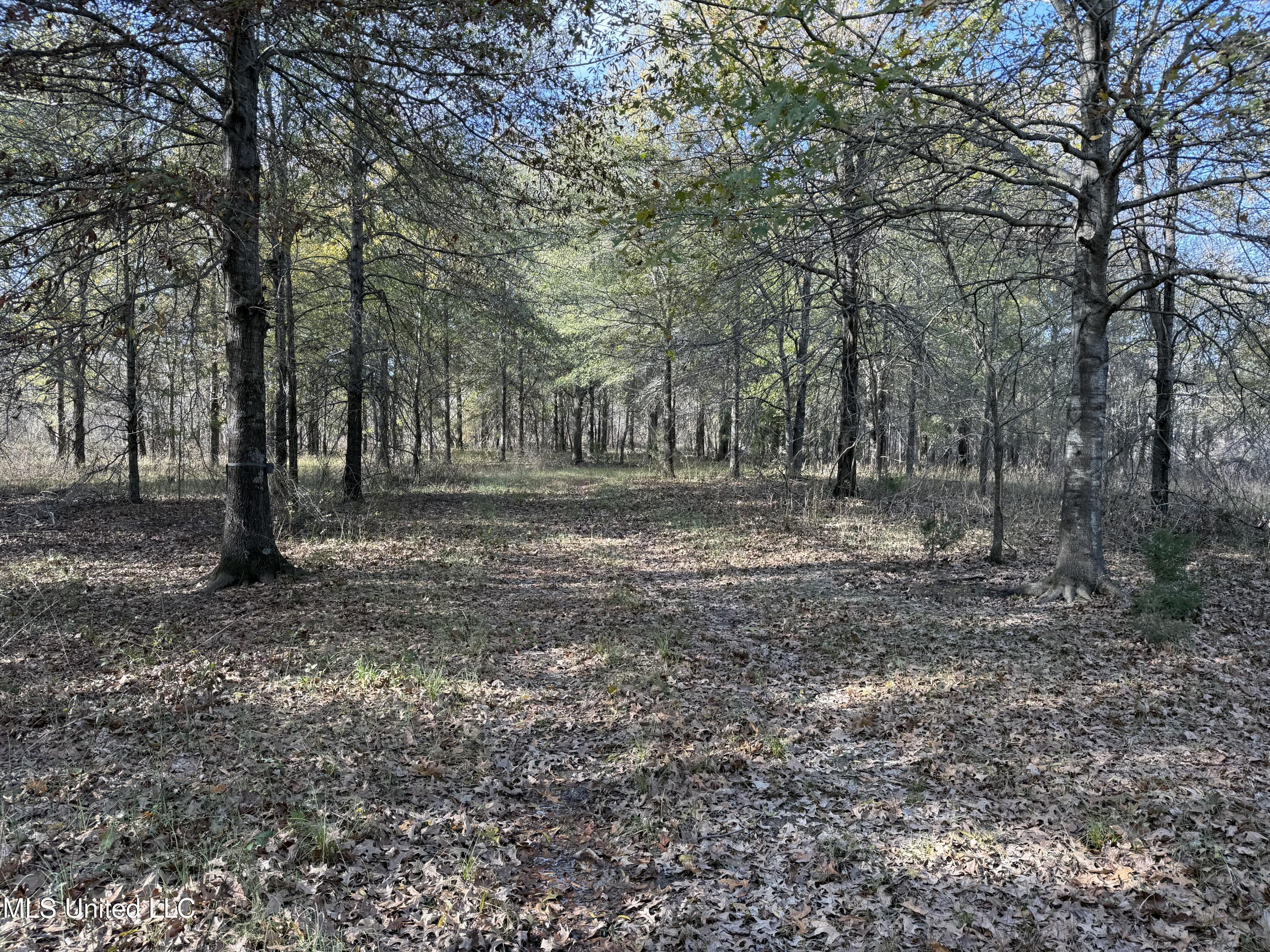 1 Bland Road Lambert, MS 38643 - Photo 3 of 5 IMG_3451