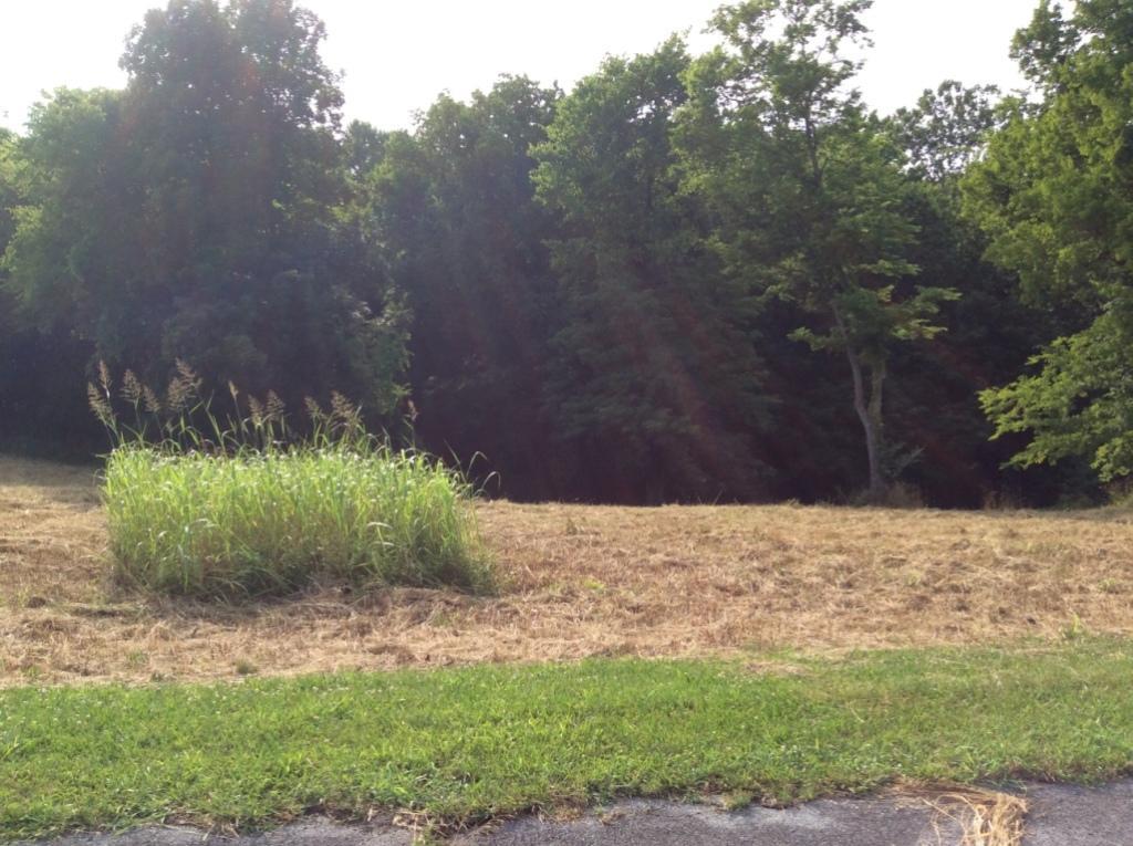 1202 Valarie Lane Columbia, TN 38401 - Photo 2 of 10 a view of yard
