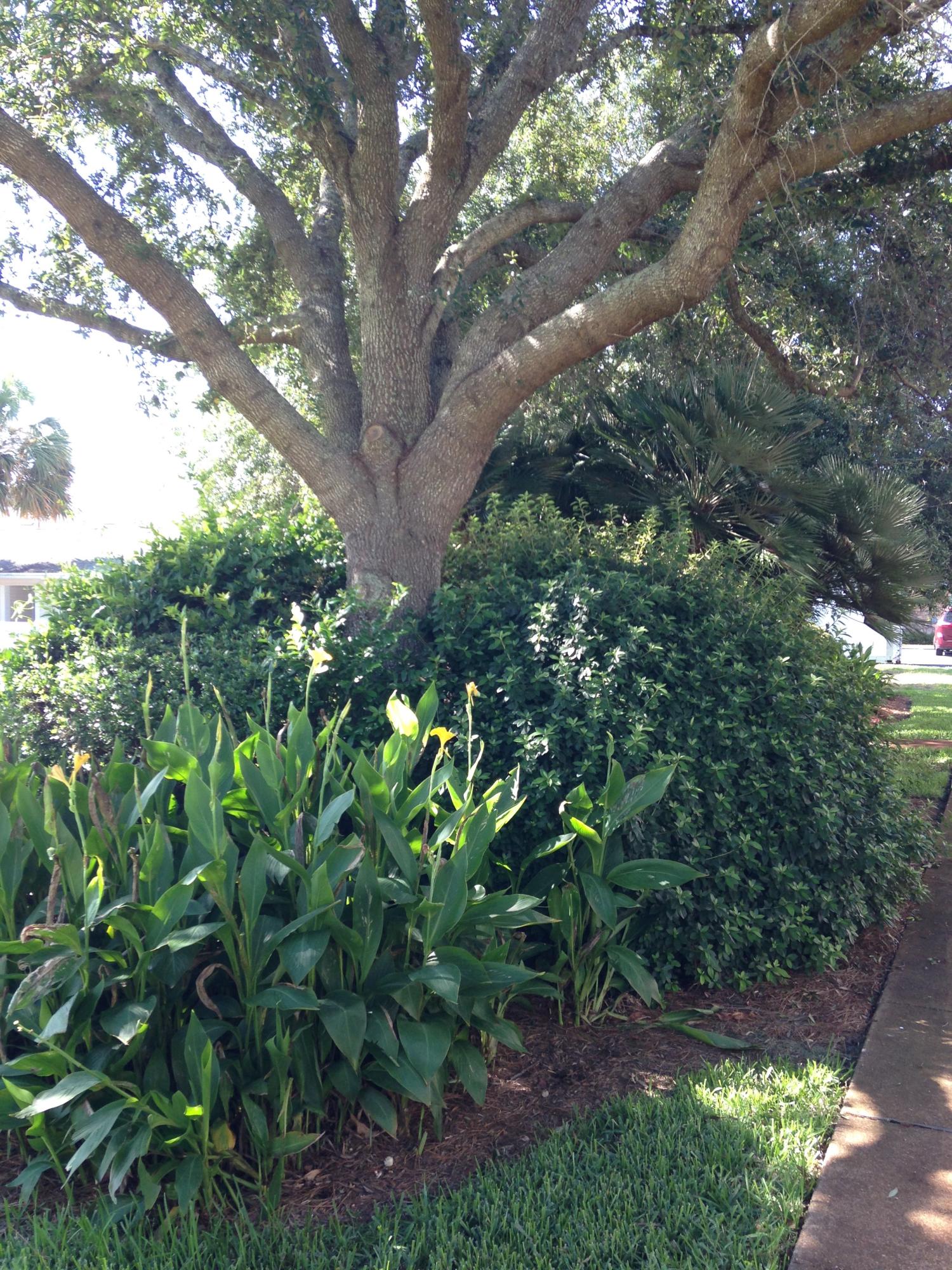 241 Ellis Road, Unit 6 Miramar Beach, FL 32550 - Photo 27 of 30 a backyard of a house with lots of green space and garden
