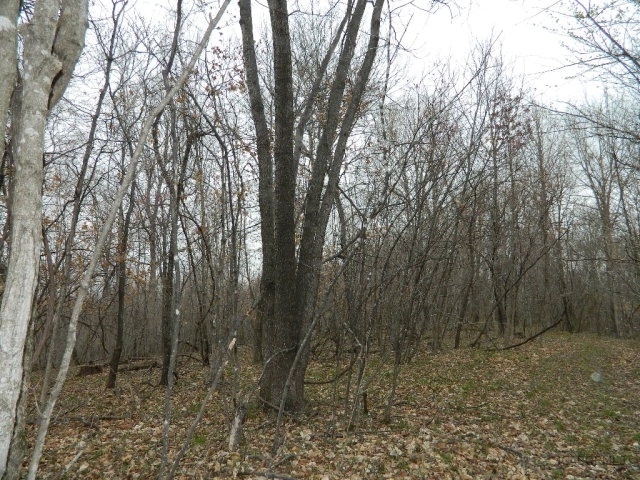 84 M/l Ac State Road, Unit A Auxvasse, MO 65231 - Photo 3 of 6