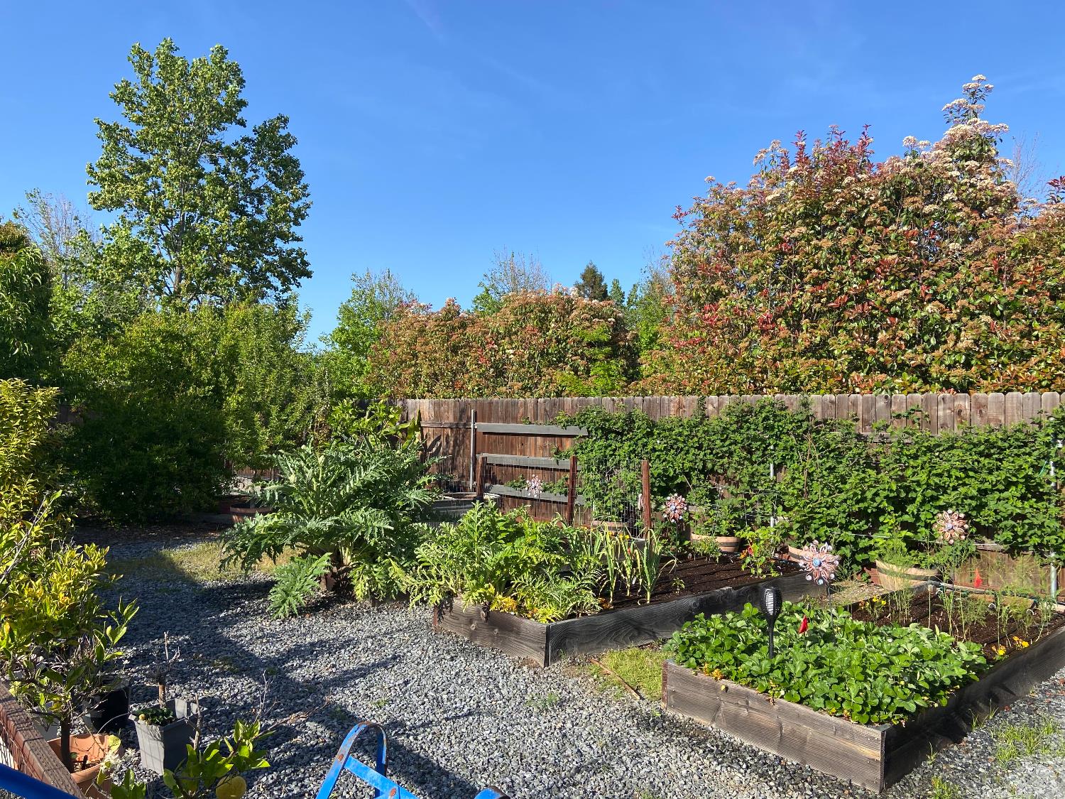 4056 Aitken Dairy Road Rocklin, CA 95677 - Photo 49 of 59 a view of a garden with plants and large trees