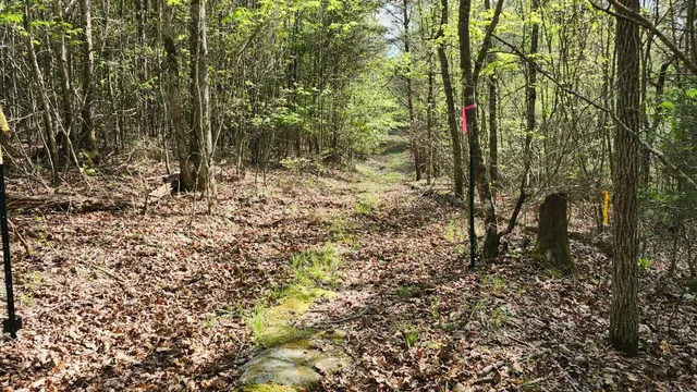 a view of a forest that has large trees