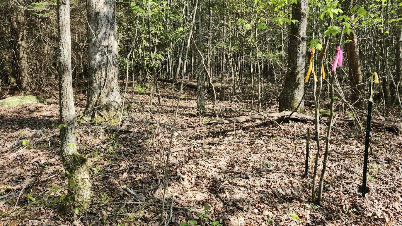 123 Old Holywater Road Tracy City, TN 37387 - Photo 6 of 10 a view of outdoor space with deck and tree
