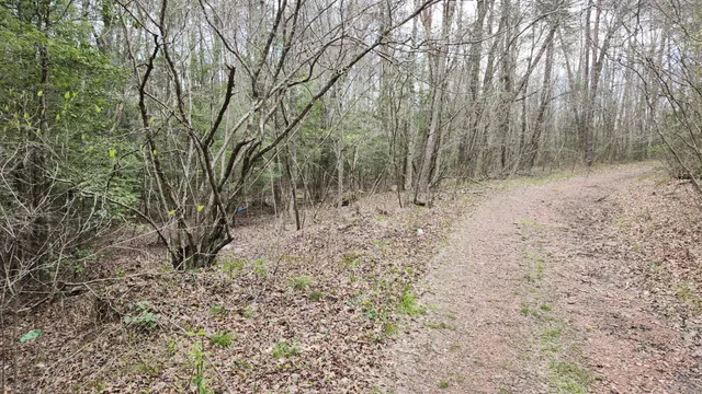 a view of a forest with trees in the background