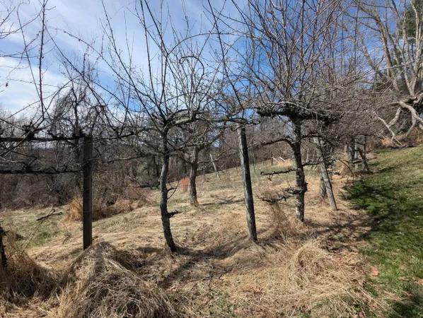 a backyard of a house with lots of green space