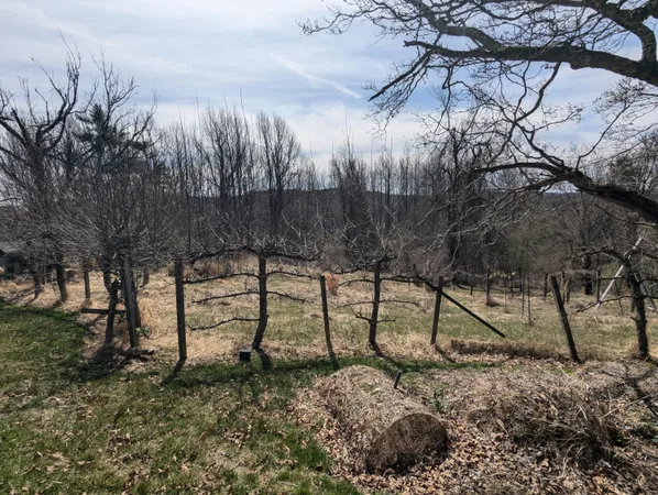 a view of outdoor space with trees