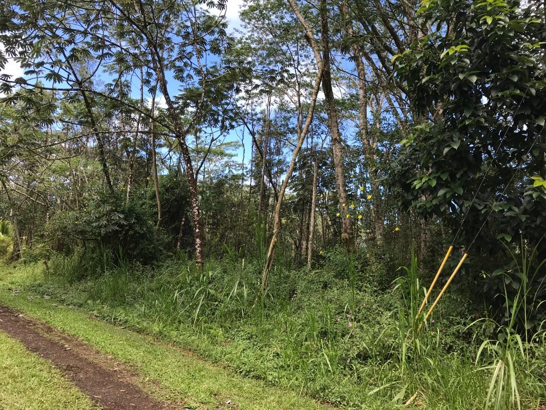 139 Lehua Road Pahoa, HI 96778 - Photo 2 of 2 Gallery Image 2
