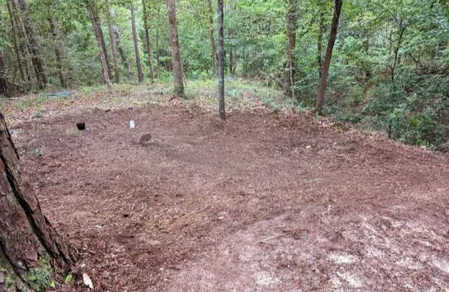 a view of a forest with trees in the background