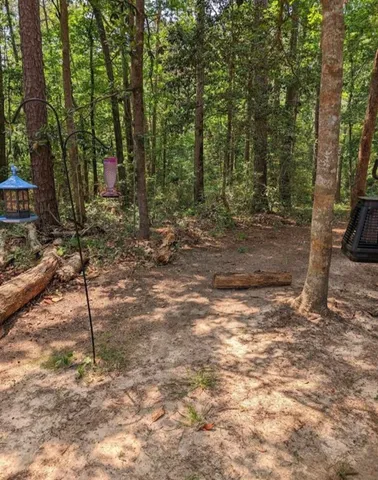 a view of a forest filled with trees