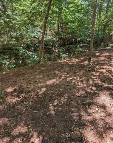 a view of a forest with trees in the background