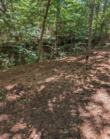 a view of a forest with trees in the background