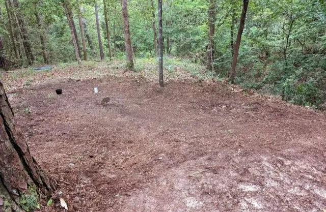 a view of a forest with trees in the background