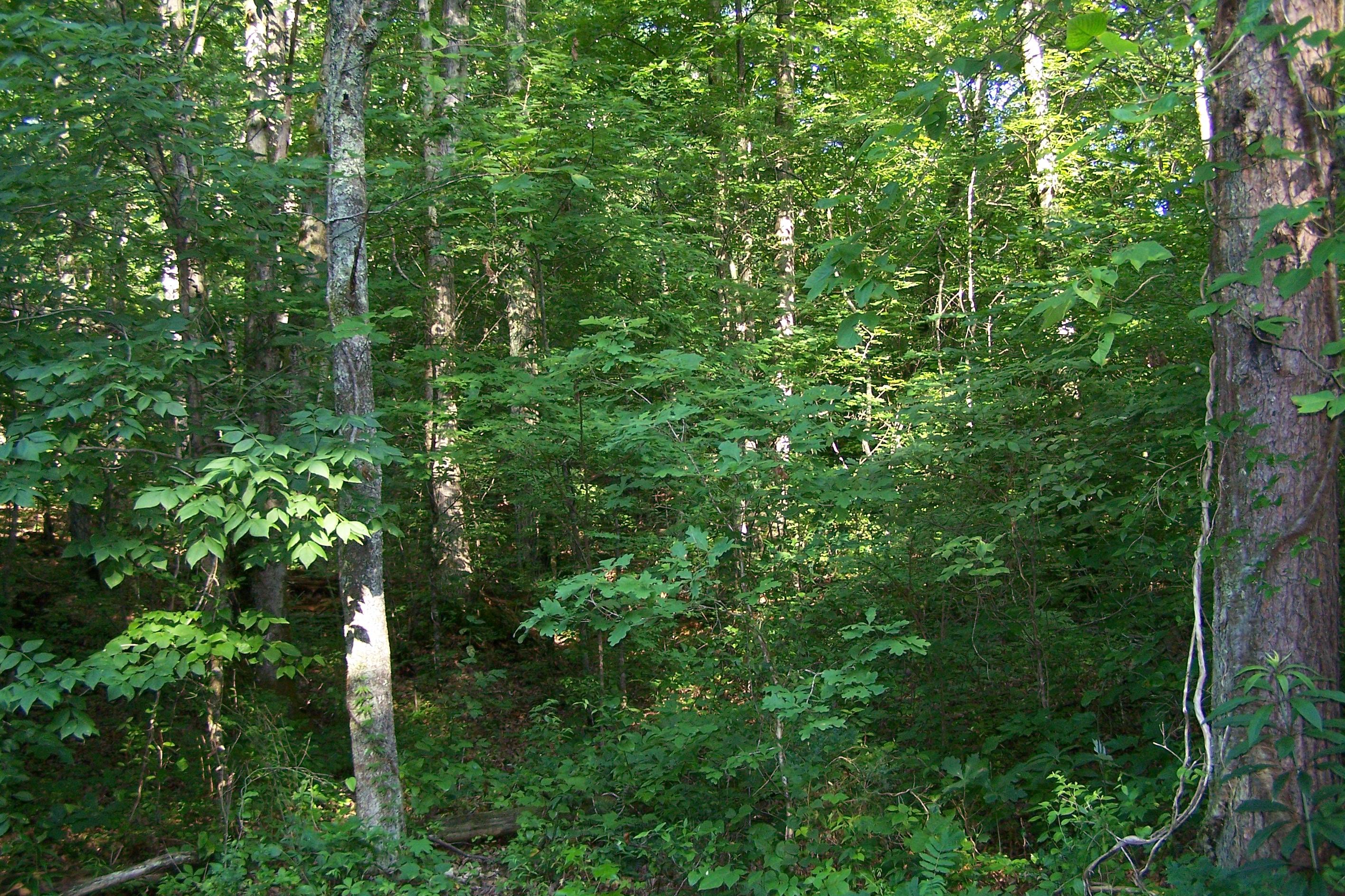 275 Haney Hollow Road Clinton, TN 37716 - Photo 4 of 7 105_0907