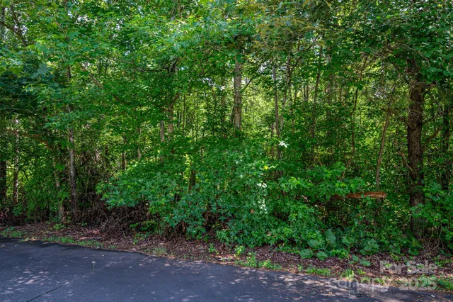 a view of a forest with trees in the background