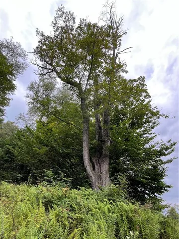 a view of outdoor space and yard