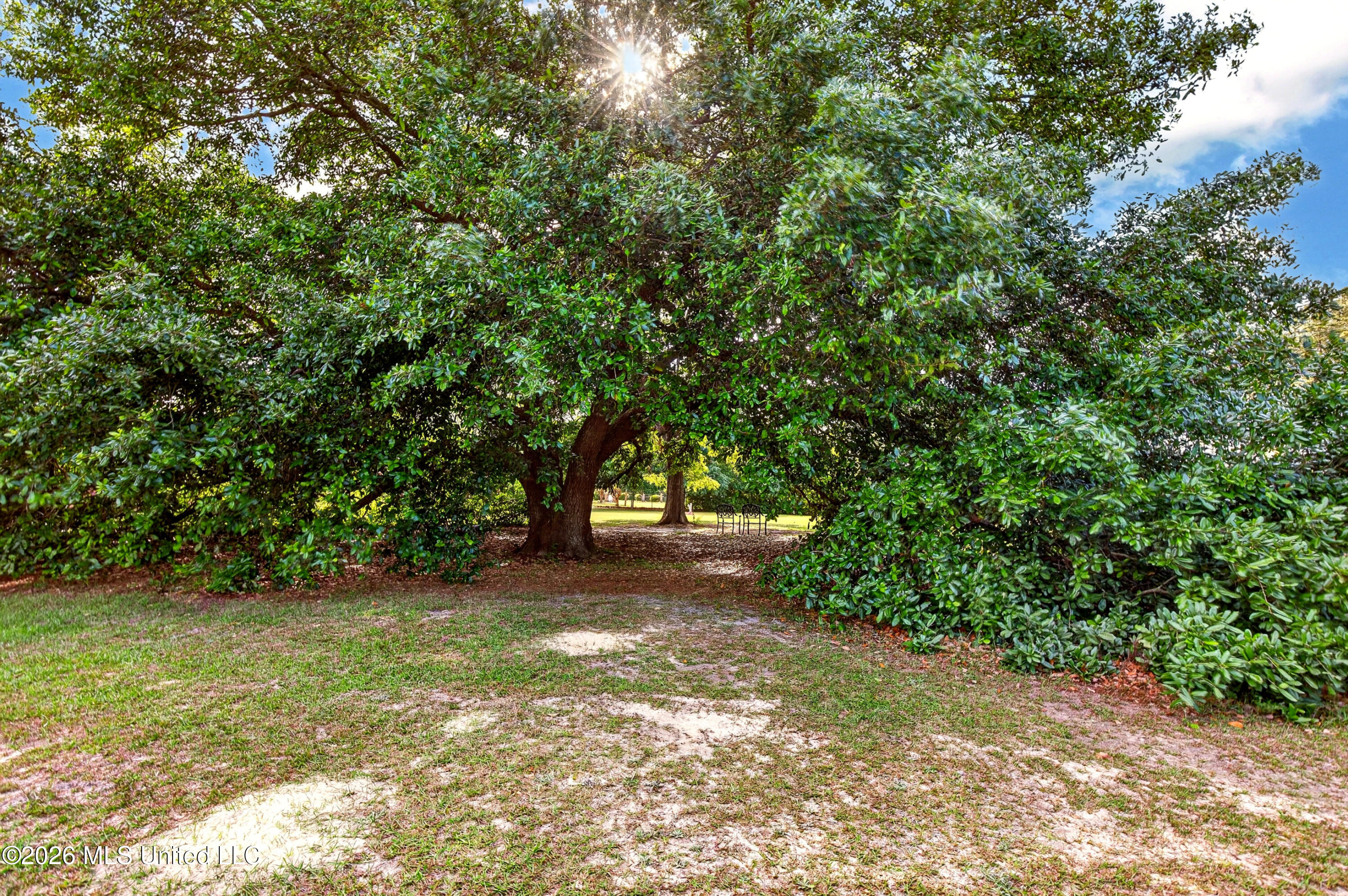 22181 Lorene Road Gulfport, MS 39503 - Photo 9 of 61 The Beautiful old oak