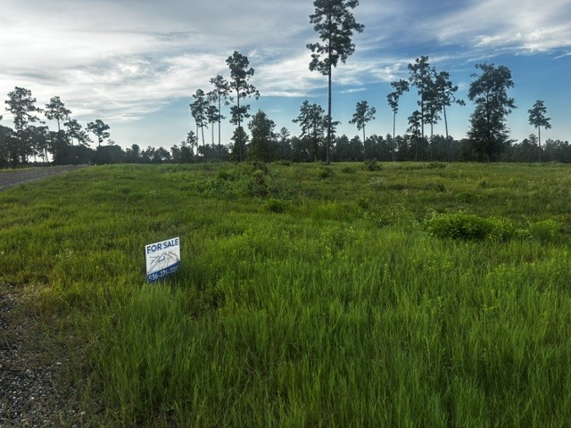 Tbd Anna Grace Road Livingston, TX 77351 - Photo 8 of 9 Gallery Image 8