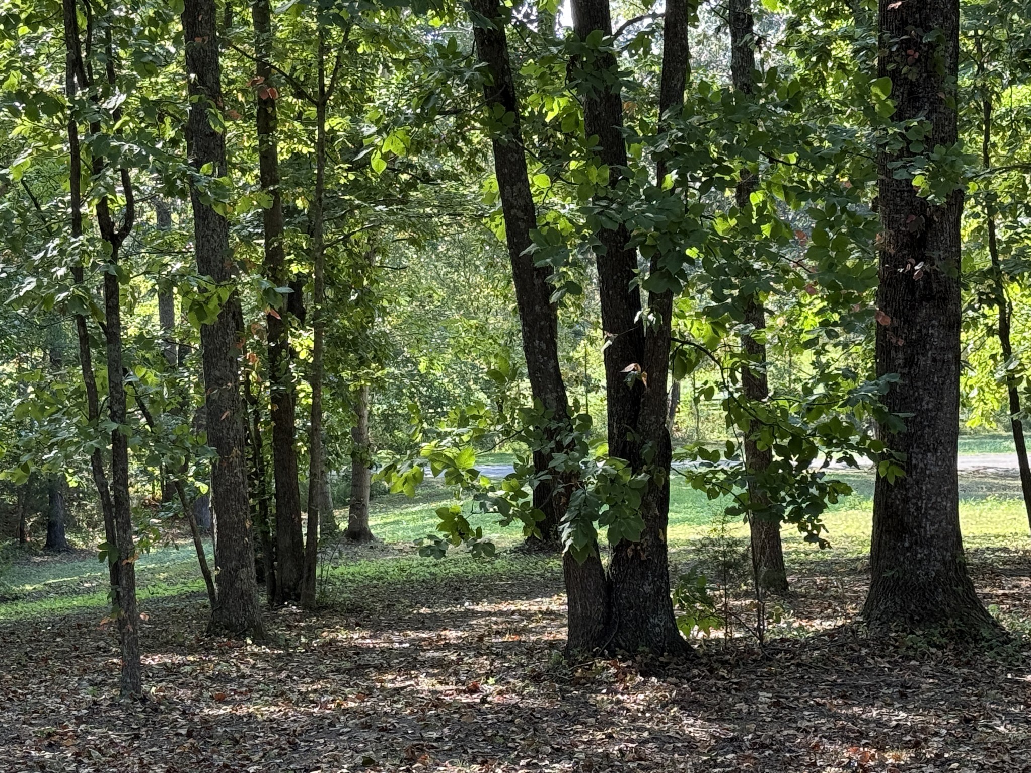 0 Smith Road Primm Springs, TN 38476 - Photo 39 of 57 a view of a forest with trees