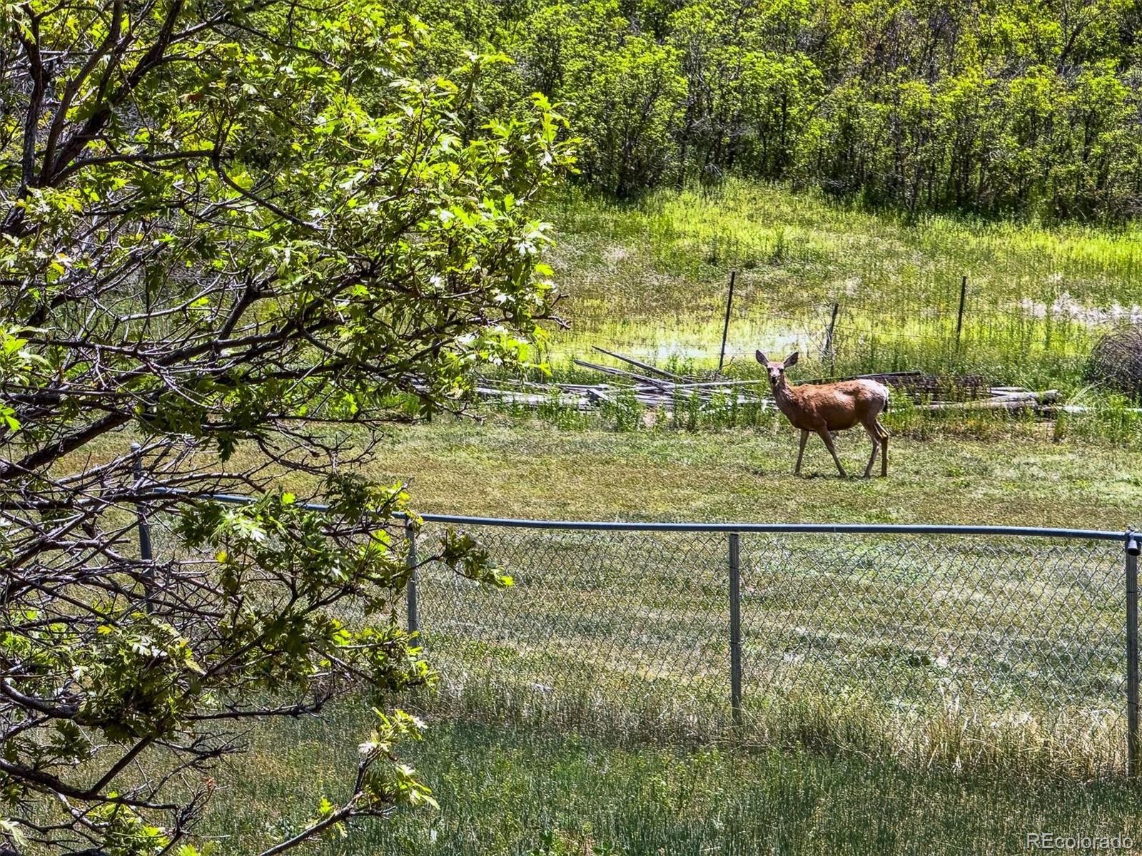2938 West Wolfensberger Road Sedalia, CO 80135 - Photo 17 of 50 a view of swimming pool from a lake