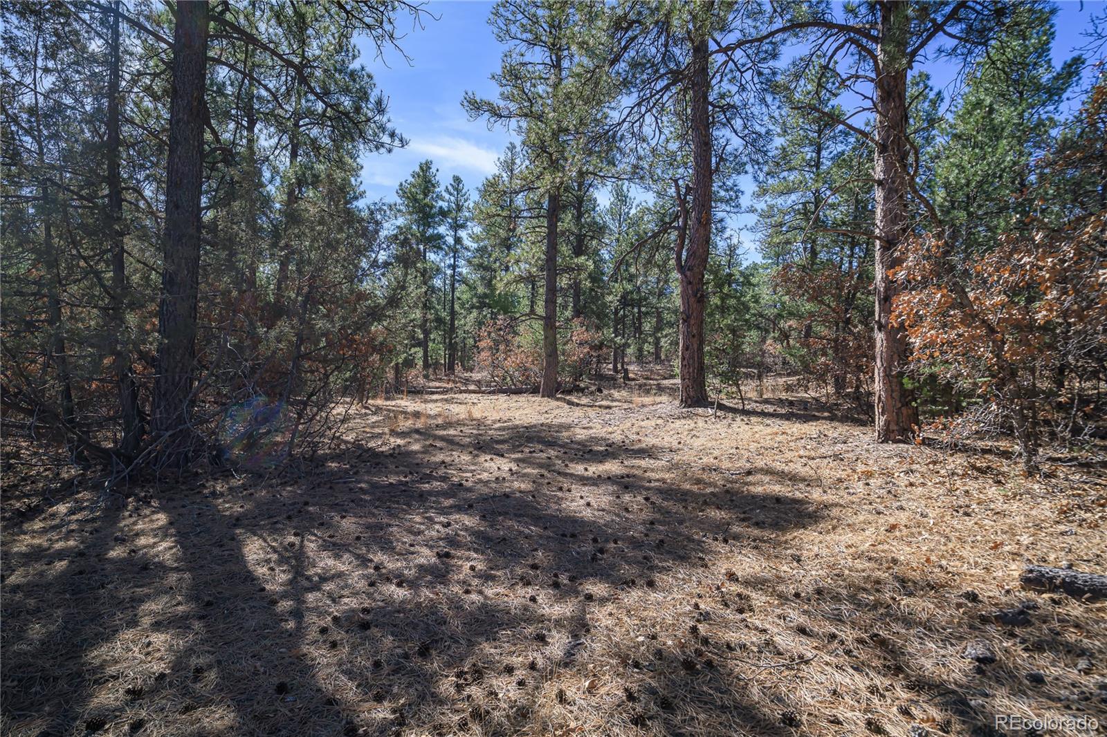17990 King Road Weston, CO 81091 - Photo 11 of 49 a view of outdoor space with trees