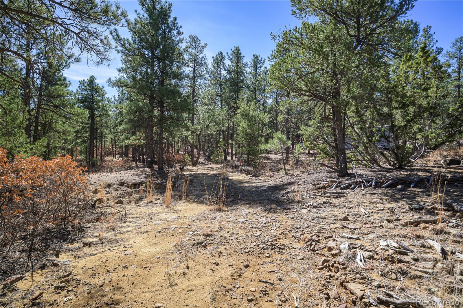 17990 King Road Weston, CO 81091 - Photo 15 of 49 a view of a lake with a large tree
