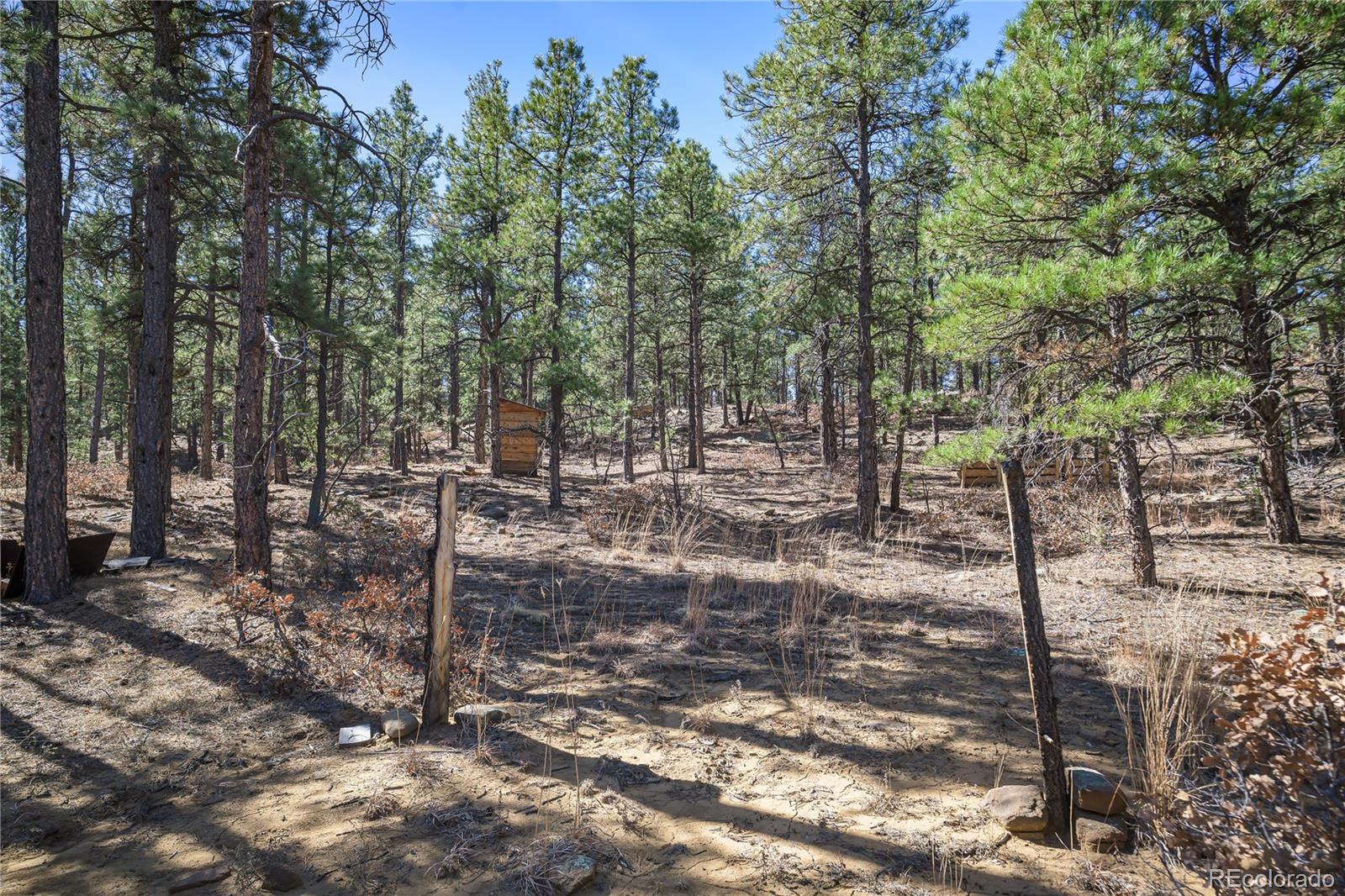 17990 King Road Weston, CO 81091 - Photo 20 of 49 a view of a forest filled with trees