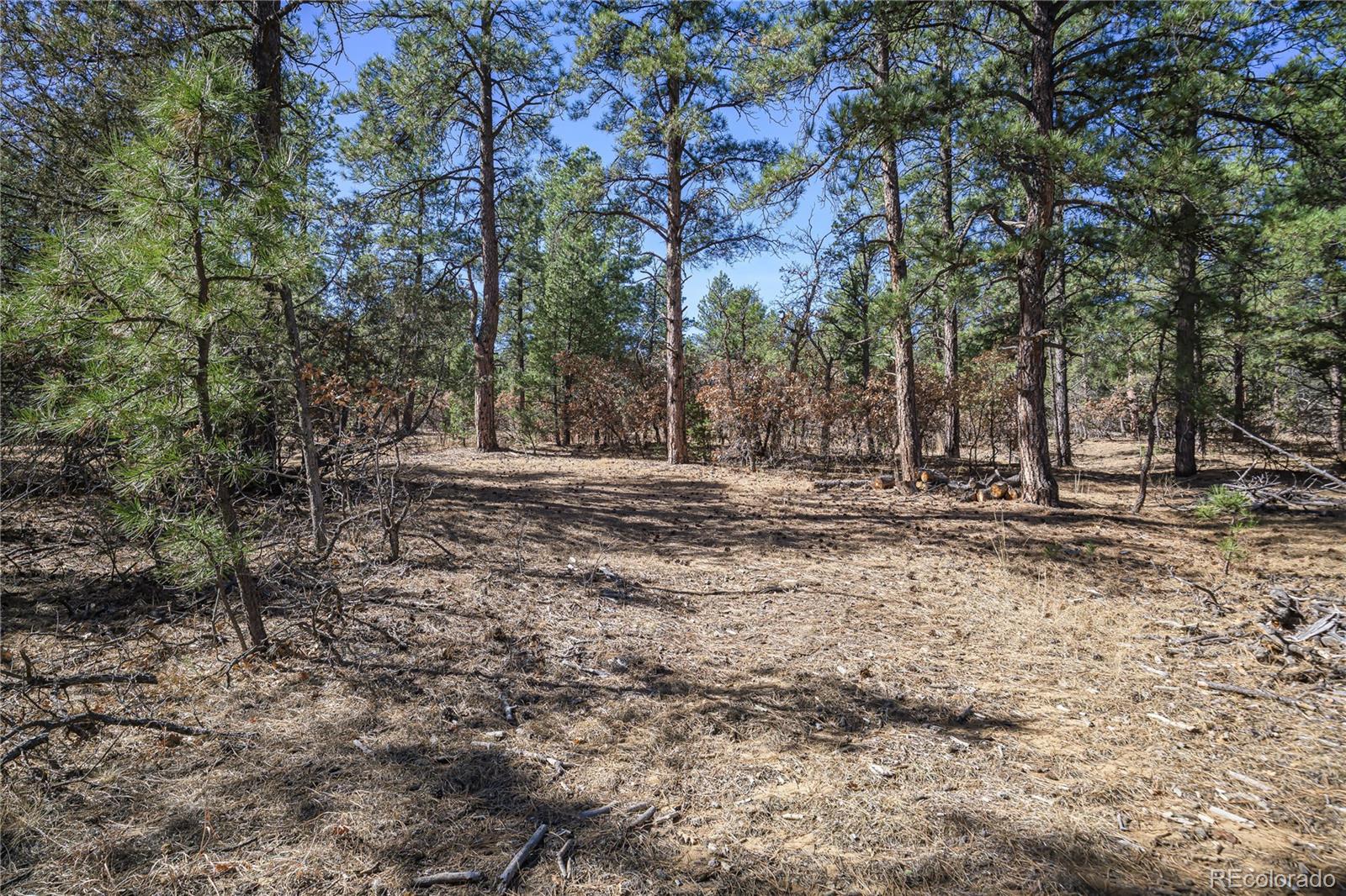17990 King Road Weston, CO 81091 - Photo 2 of 49 a view of outdoor space with trees