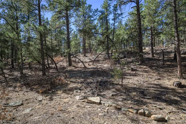 a view of a forest with trees