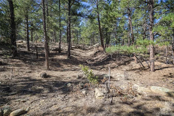 a view of a forest filled with trees