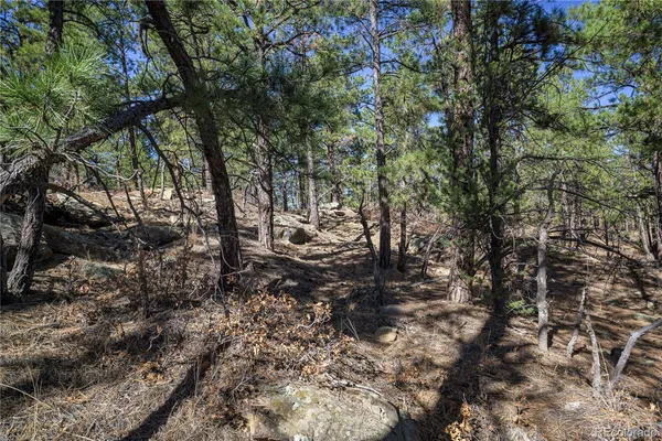 a view of a forest with trees