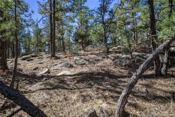 a view of a forest with trees