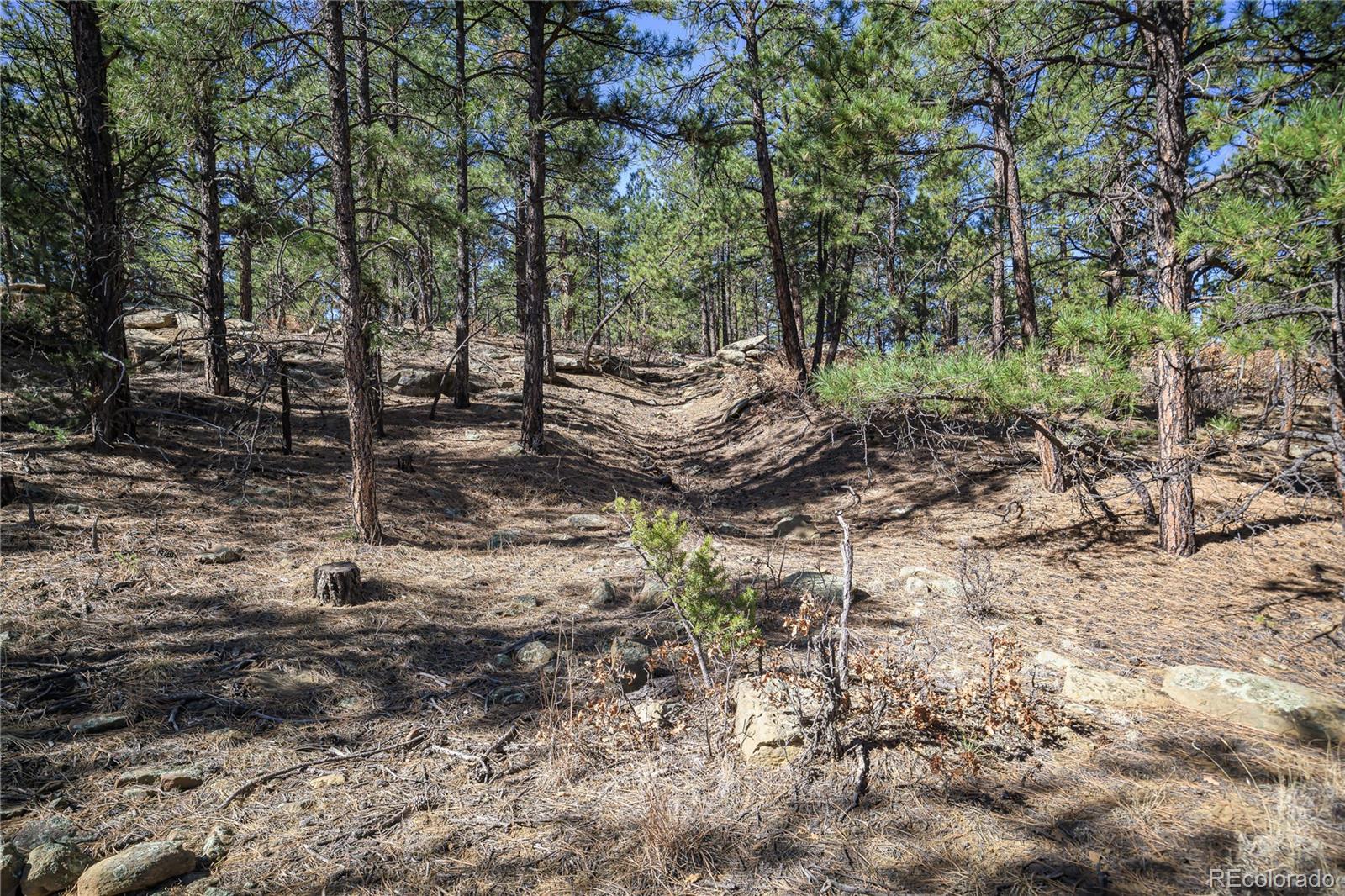 17990 King Road Weston, CO 81091 - Photo 28 of 49 a view of a forest with trees