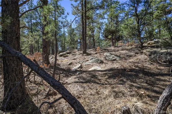 a view of a forest with trees