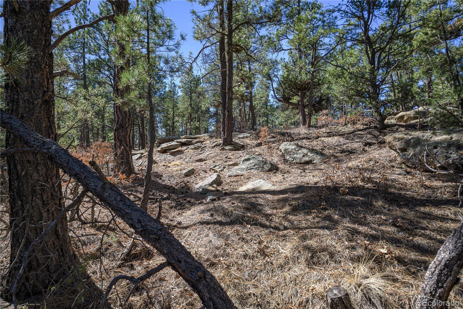 17990 King Road Weston, CO 81091 - Photo 29 of 49 a view of a forest with trees