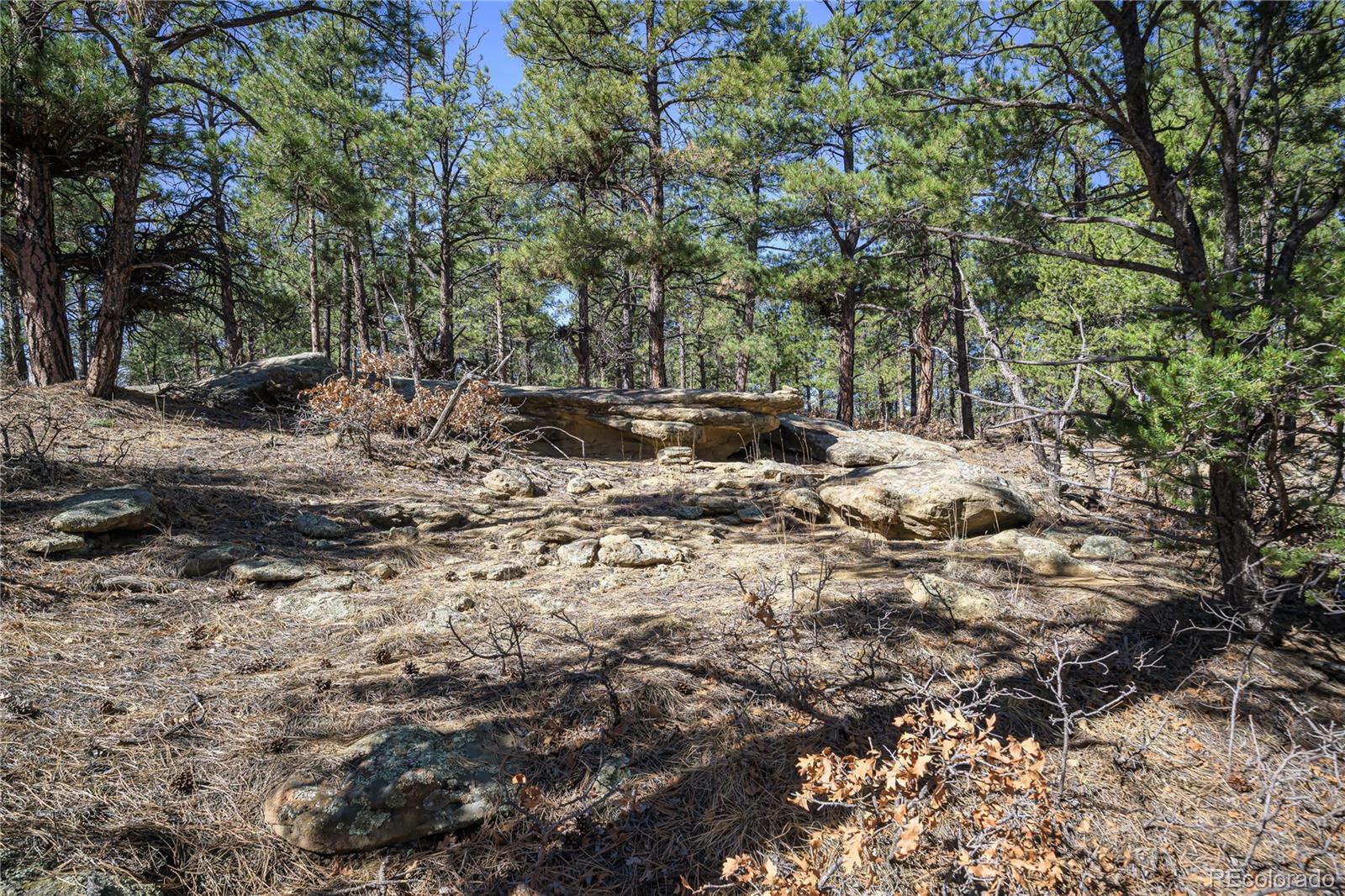 17990 King Road Weston, CO 81091 - Photo 30 of 49 a view of a forest with trees