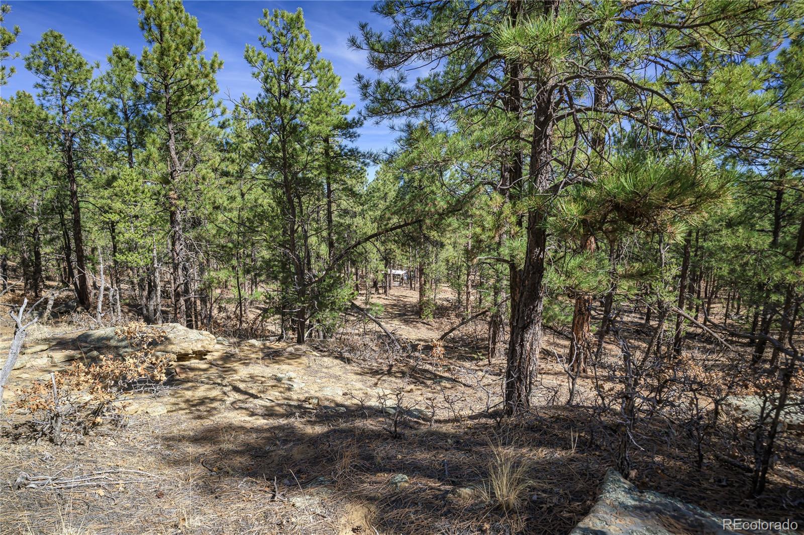 17990 King Road Weston, CO 81091 - Photo 31 of 49 a view of a yard with plants and trees
