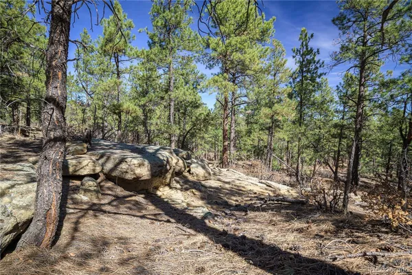 a view of a forest filled with trees