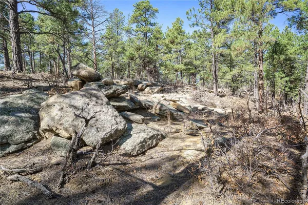a view of a forest filled with trees