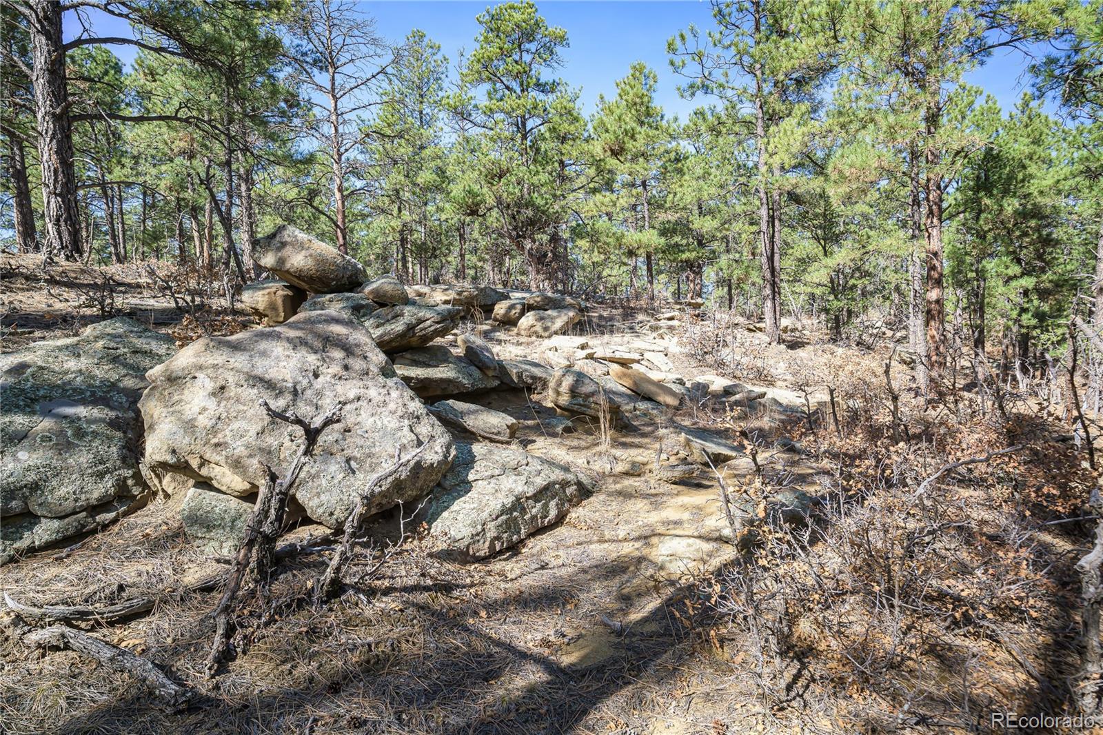 17990 King Road Weston, CO 81091 - Photo 35 of 49 a close up of a tree in a yard